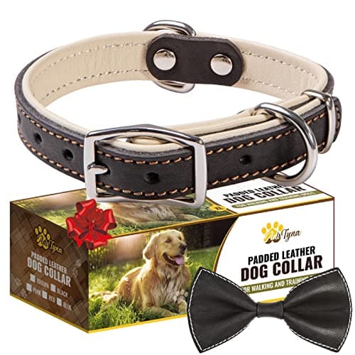 ADITYNA Heavy-Duty Black Leather Dog Collar for Small Dogs - Soft Padded for Comfort - Small Dog Collar for Walking, Training, and Hiking - Image 1