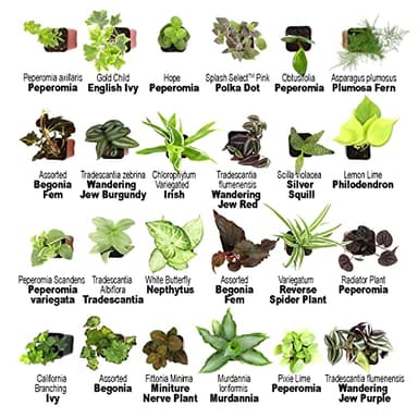 Altman Plants Live Houseplants (12PK), Indoor Plants for Delivery Prime, Live Plants and Gardening Gifts for Plant Lovers, Planters for Indoor Plants with Potting Soil, Live House Plants Indoors Live - Image 3