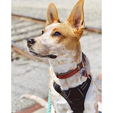 rabbitgoo Dog Harness No Pull with 2 Leash Clips, Adjustable Soft Padded, Reflective Oxford No Choke Pet Vest with Easy Control Handle for Medium Sized Dogs, Black, M - Image 8