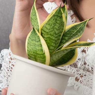 Altman Plants, Live Snake Plant, Sansevieria trifasciata Superba, Fully Rooted Indoor House Plant in Pot, Mother in Law Tongue Sansevieria Plant, Potted Succulent Plant, Houseplant in Potting Soil - Image 10