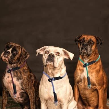 Red Dog Collar - 26'' Adjustable Waterproof PVC Slip Collar for Dog Show & Training - Image 3