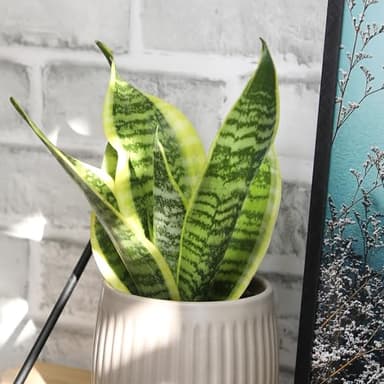 Altman Plants, Live Snake Plant, Sansevieria trifasciata Superba, Fully Rooted Indoor House Plant in Pot, Mother in Law Tongue Sansevieria Plant, Potted Succulent Plant, Houseplant in Potting Soil - Image 3