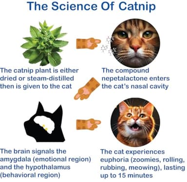 The Cat's MeWow 100% Pure Catnip - All Natural, Non-Addictive Treat for Cats & Kittens - Image 3
