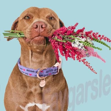 Faygarsle Purple Dog Collar for Small Medium Large Dogs Cute Puppy Collars for Male Dogs Letter Patterned Dog Collars for Summer Spring Wedding Puppy Necklace Boy Dog Collar M - Image 6