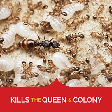 Hot Shot Ant Bait, Kills the Queen and Colony, Works for 6 months, Pack of 1, 8 Count - Image 3