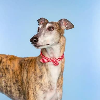 Dolly Doggy Parton Dog Harnesses and Leash/Collar Set Collection, Red Gingham Collar Leash Set, Large - Image 5