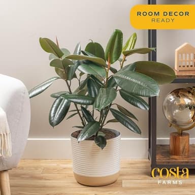 Costa Farms Burgundy Rubber Plant, Live Indoor Ficus Elastica Tree, Live Indoors Houseplant in Décor Planter Pot, Potting Soil Mix, Gift for Housewarming New House, Home or Office Decor, 2-3 Feet Tall - Image 3
