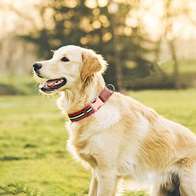 Dog Collar Reflective, Multi-Colored Stripe Dog Collar, Soft Adjustable Dog Collars with Metal Buckle for Small Medium Large Dogs, Perfect Pet Collar Gift (red,L) - Image 3