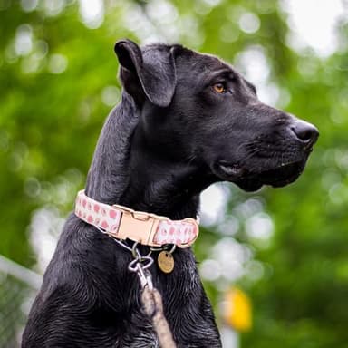 Cotton Dog Collar Metal Buckle Daisy Summer, Cute Adjustable Dog Collar Soft for Small Medium Large Boys Girls Dogs Durable - Image 2