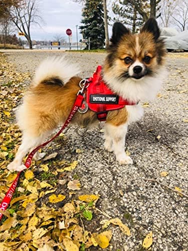voopet Service Dog Harness, Emotional Support Pet Vest Harness, Reflective Breathable and Adjustable No-Pull ESA Dog Harness for Small Medium Large Dogs (with 4 PCS Removeable Tags) - Image 3