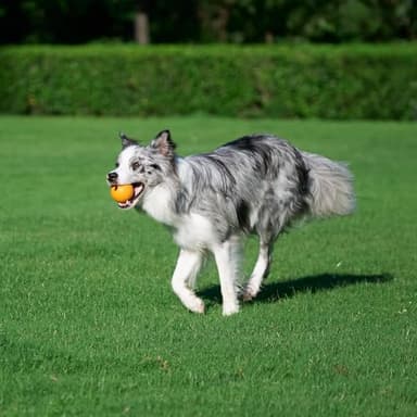 Amazon Basics Dog Toys, Interactive Assorted Rubber Balls, (Pack of 3), 2.5 inch, Blue, Beige, Orange - Image 8
