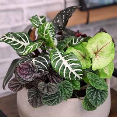 Altman Plants Live Houseplants (12PK), Indoor Plants for Delivery Prime, Live Plants and Gardening Gifts for Plant Lovers, Planters for Indoor Plants with Potting Soil, Live House Plants Indoors Live - Image 7