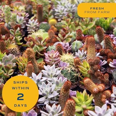 Costa Farms Succulents, Live Succulent Plants (18-Pack) Assorted Grower's Choice Live House Plants, Nursery Planter Pots, Potting Soil Mix, Bulk Gift for Baby Shower, Bridal Shower, DIY, Party Favors - Image 7