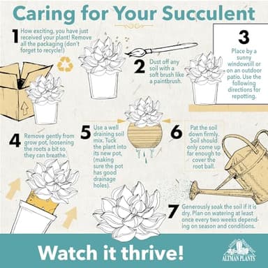 Altman Plants, Live Snake Plant, Sansevieria trifasciata Superba, Fully Rooted Indoor House Plant in Pot, Mother in Law Tongue Sansevieria Plant, Potted Succulent Plant, Houseplant in Potting Soil - Image 5