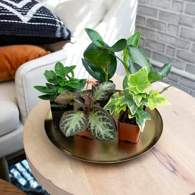 Altman Plants Live Houseplants (12PK), Indoor Plants for Delivery Prime, Live Plants and Gardening Gifts for Plant Lovers, Planters for Indoor Plants with Potting Soil, Live House Plants Indoors Live - Image 6