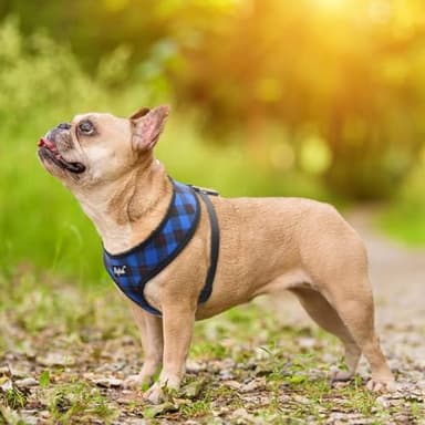 PUPTECK Soft Mesh Dog Harness and Leash Set Pet Puppy Cat Comfort Padded Vest No Pull Harnesses, Navy Blue, M - Image 7