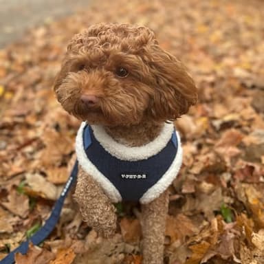 PawPosh Luxury Winter Warm Soft Padded Dog Harness and Leash Set - Denim Chic, No Pull, Complete Set - Medium, Blue and White - Image 8