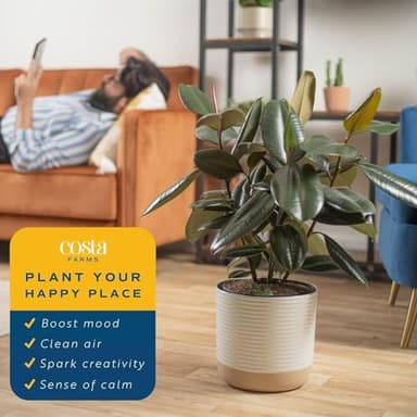 Costa Farms Burgundy Rubber Plant, Live Indoor Ficus Elastica Tree, Live Indoors Houseplant in Décor Planter Pot, Potting Soil Mix, Gift for Housewarming New House, Home or Office Decor, 2-3 Feet Tall - Image 4