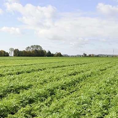 Knorr Sauce Mix Pasta Sauce For Simple Meals and Sides Creamy Pesto No Artificial Flavors, No Added Msg 1.2 oz, 24 Count - Image 12