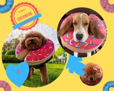 Dog Donut Collar | Alternative to Traditional or Soft Dog Cones | Inflatable Post-Surgery Cone for Medium Dogs (Pink) - Image 3