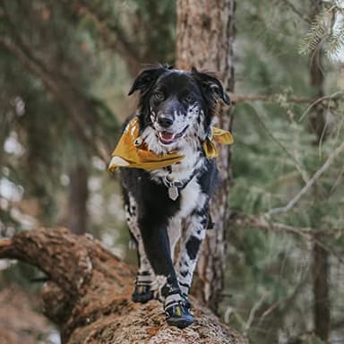 QUMY Dog Shoes for Large Dogs, Medium Dog Boots & Paw Protectors for Winter Snowy Day, Summer Hot Pavement, Water-Resistant in Rainy Weather, Outdoor Walking, Indoor Hardfloors Skid-Resistant Sole - Image 6