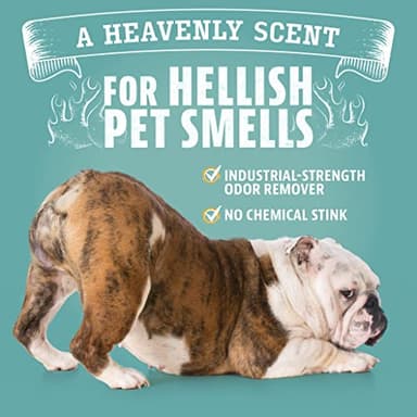 ANGRY ORANGE Pet Odor Eliminator Kit for Dog/Cat Urine - Citrus - 24 oz + UV Flashlight - Image 8