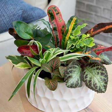 Altman Plants Live Houseplants (12PK), Indoor Plants for Delivery Prime, Live Plants and Gardening Gifts for Plant Lovers, Planters for Indoor Plants with Potting Soil, Live House Plants Indoors Live - Image 2
