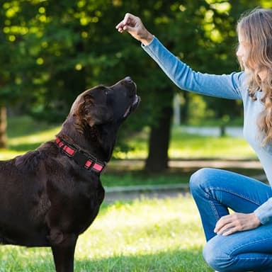 Mile High Life Reflective Dog Collar & Leash - Adjustable (Red, Large Pack of 2) - Image 3
