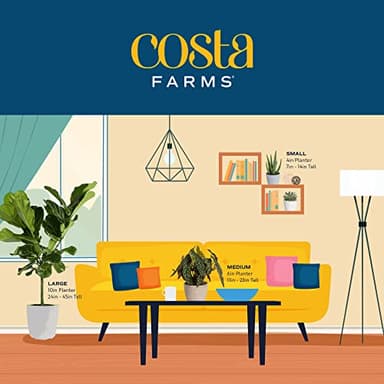 Costa Farms Burgundy Rubber Plant, Live Indoor Ficus Elastica Tree, Live Indoors Houseplant in Décor Planter Pot, Potting Soil Mix, Gift for Housewarming New House, Home or Office Decor, 2-3 Feet Tall - Image 8