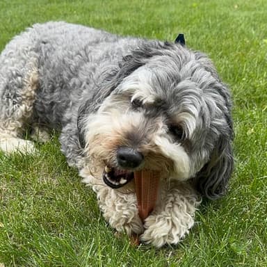 SPOT Bam-Bones Plus T Bone – Bamboo Fiber & Nylon Dog Chew Toy for Moderate to Aggressive Chewers, Durable Long Lasting & Non-Splintering, Beef Flavor Toy for Adult Dogs & Puppies Under 60 lbs, 6 in - Image 19