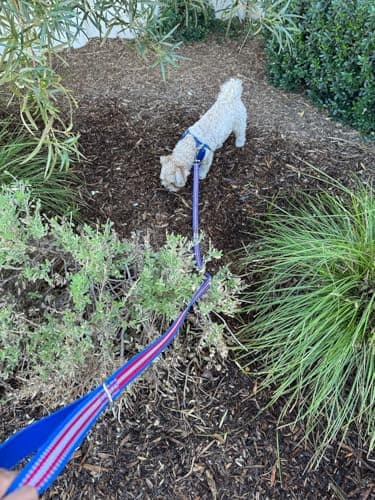 Mycicy Soft Cotton Dog Leash, 6 FT Lightweight Dog Lead for Dogs Training, Reflective- Padded Handle for Small Medium Large Dogs Outdoor Walking (Purple-L) - Image 6