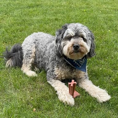 SPOT Bam-Bones Plus T Bone – Bamboo Fiber & Nylon Dog Chew Toy for Moderate to Aggressive Chewers, Durable Long Lasting & Non-Splintering, Beef Flavor Toy for Adult Dogs & Puppies Under 60 lbs, 6 in - Image 17