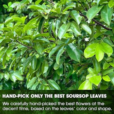 40 Premium Soursop Graviola Leaf Tea Bags, 100% Natural and Pure from Soursop Leaves, Handmade, Made With Natural Materials-Corn Fiber Tea Bag, Sugar/Caffeine/Gluten Free, Hoja Guanabana Tea - Image 7