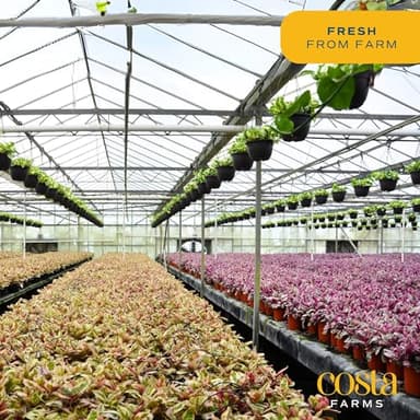 Costa Farms Dieffenbachia, Live Indoor Plant in Décor Plant Pot, Potted Houseplant in Potting Soil Mix, Real Plants Gift for Mom, Dad, 12-14 Inches Tall - Image 5