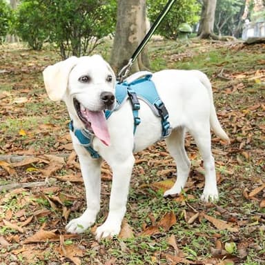 BELPRO Multi-Use Support Dog Harness, Escape Proof No Pull Reflective Adjustable Vest with Durable Handle, Dog Walking Harness for Big/Active Dogs (Blue, XL) - Image 7