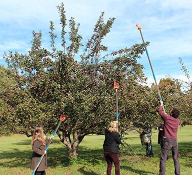 HOSKO 5.5FT Fruit Picker Tool, Lightweight High-Grade Stainless Steel Adjustable Fruit Picker with Metal Twist-on Basket, Suit for Apple Pear Cherry Mango Guava Orange Avocados Etc Fruit Picking - Image 7