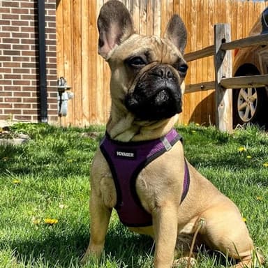 Best Pet Supplies Voyager Step-in Air Harness - All Weather Mesh, Reflective, No Pull Harness for Dogs, Cats - Secure with Hook & Loop Fastener, Buckle, Double D-Rings - Purple/Black Trim, XXXS - Image 7