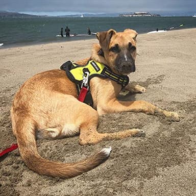 rabbitgoo Dog Harness No Pull with 2 Leash Clips, Adjustable Soft Padded, Reflective Oxford No Choke Pet Vest with Easy Control Handle for Small Dogs, Wild Lime,S - Image 8